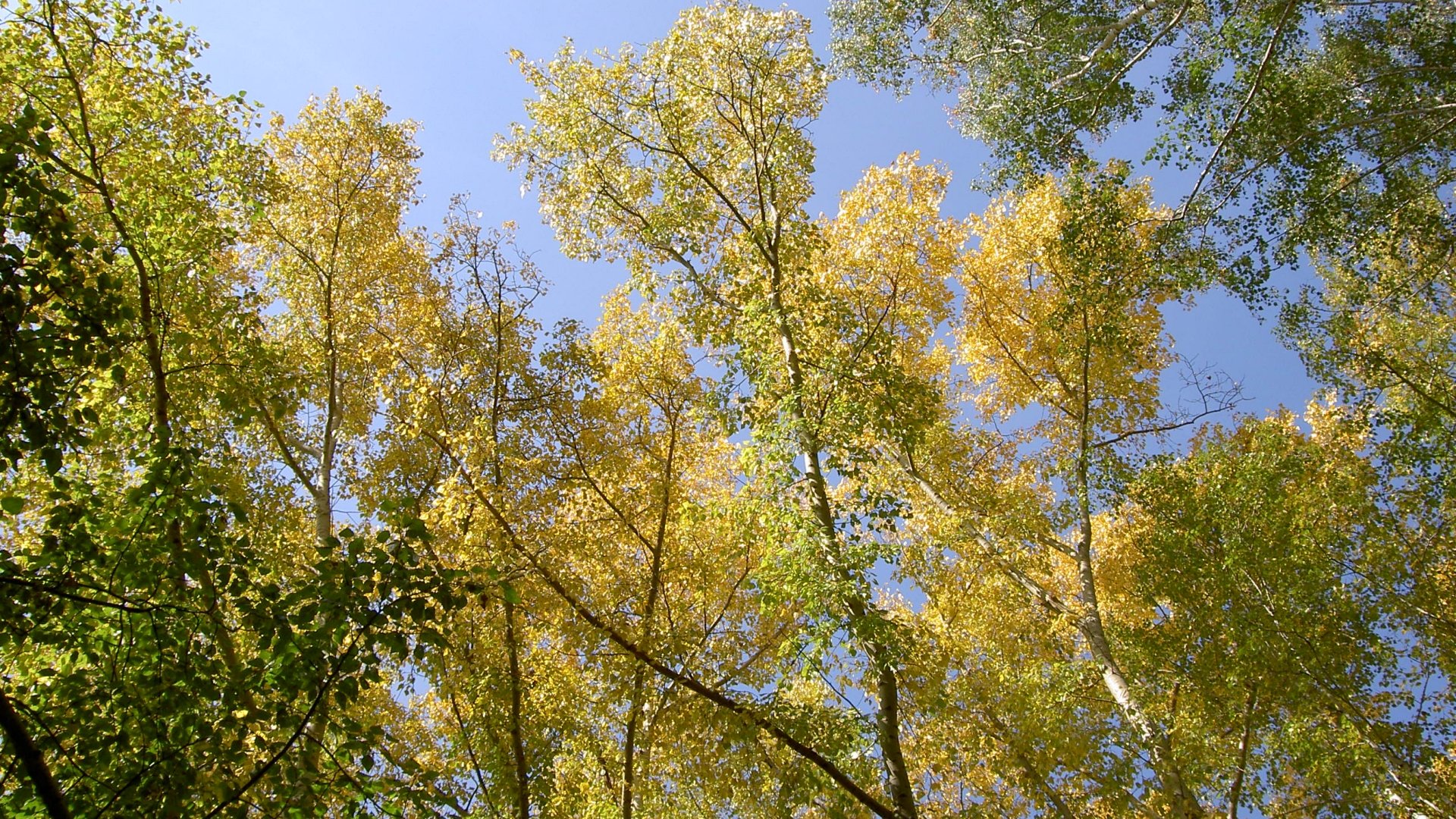 trees, Nature, Plant, Green, Forrest, Wood, Woods, Tree, Wild, Leaves, Yellow, Colors Wallpaper