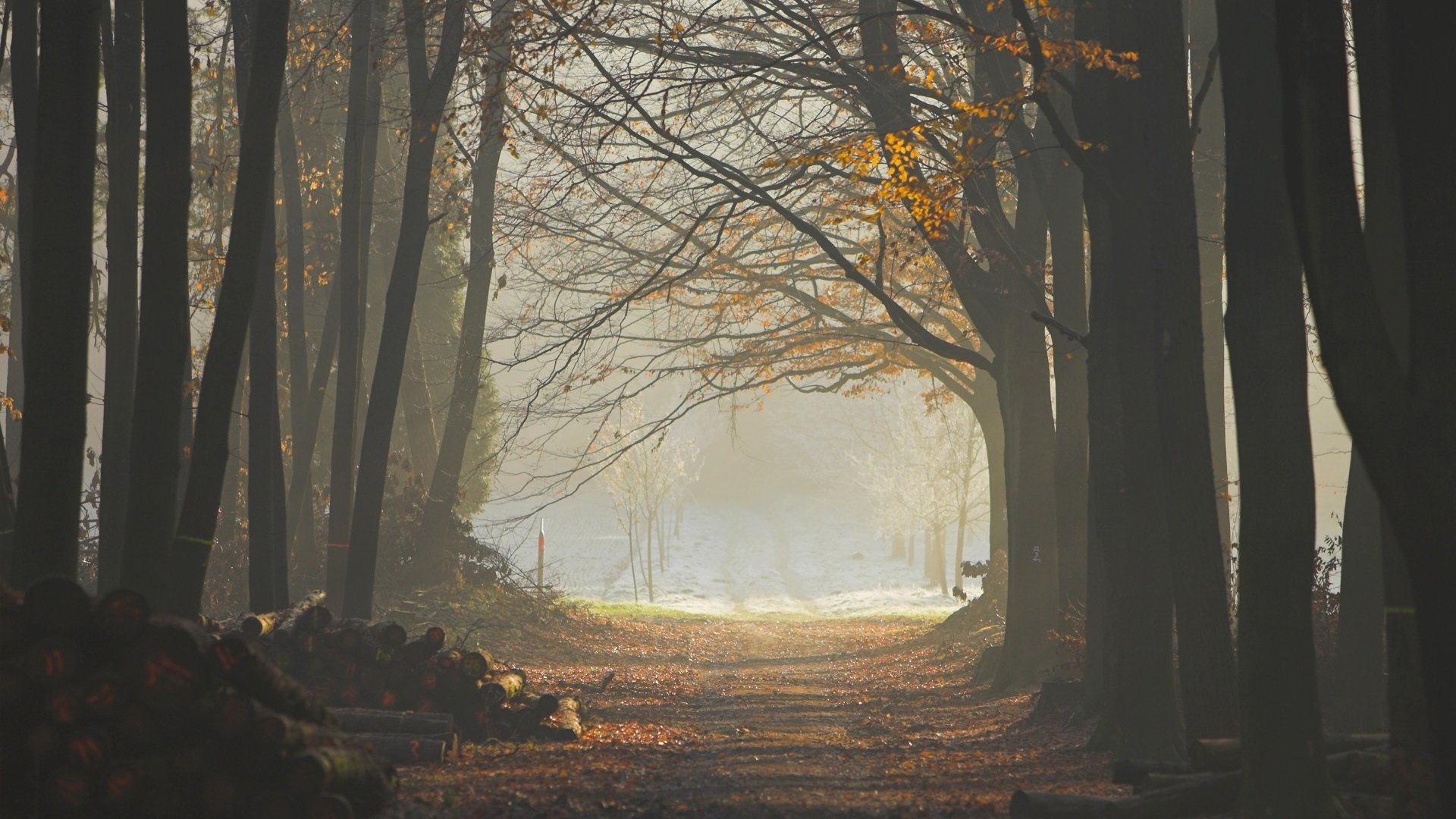 trees, Nature, Plant, Tree, Woods, Green, Yellow, Colors, Forest, Wood ...