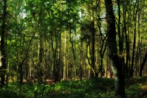 trees, Nature, Plant, Tree, Woods, Green, Yellow, Colors, Forest, Wood