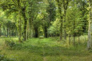 trees, Nature, Plant, Tree, Woods, Green, Yellow, Colors, Forest, Wood