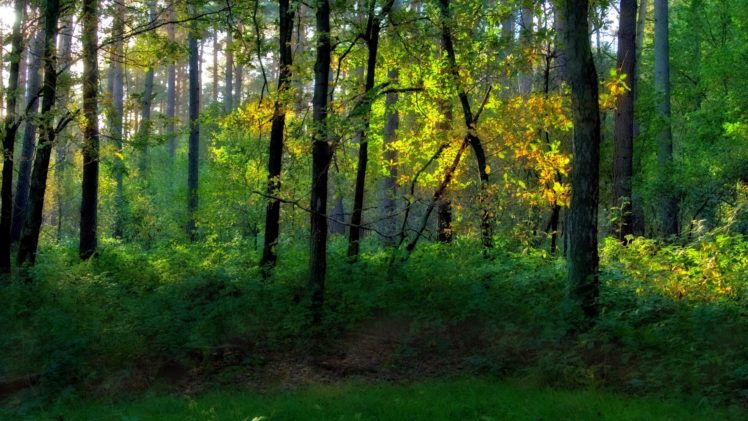 trees, Nature, Plant, Tree, Woods, Green, Yellow, Colors, Forest, Wood HD Wallpaper Desktop Background