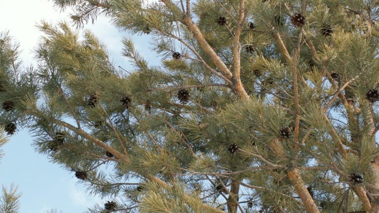 trees, Nature, Plant, Tree, Woods, Green, Yellow, Colors, Forest, Wood HD Wallpaper Desktop Background