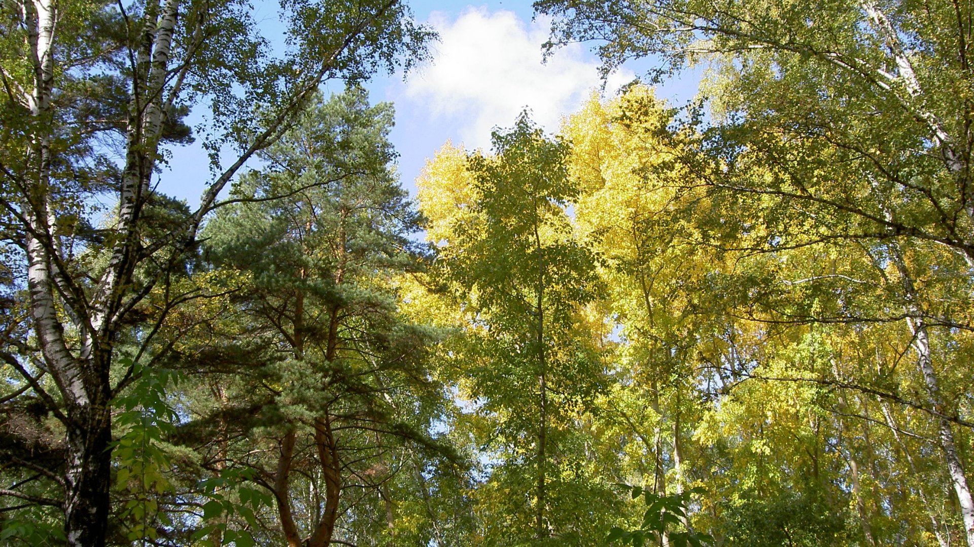 trees, Nature, Plant, Tree, Woods, Green, Yellow, Colors, Forest, Wood Wallpaper