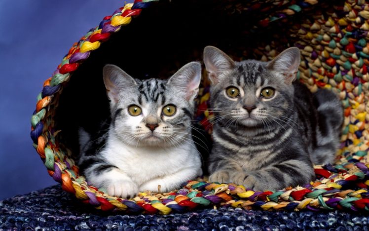 cats, In, Basket HD Wallpaper Desktop Background