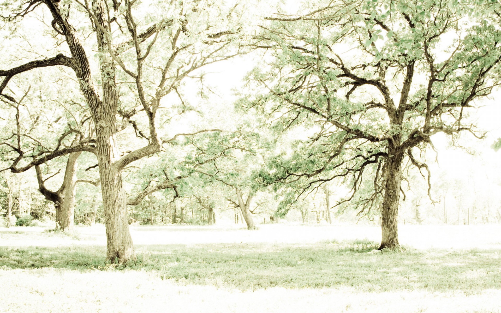 trees, Light Wallpaper