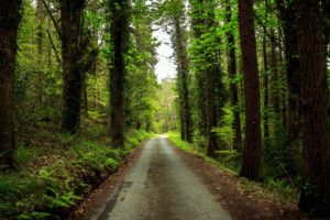 forest, Road, Trees, Landscape