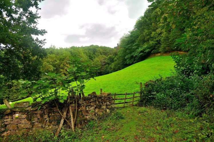 field, Hill, Forest, Trees, Fence, Landscape HD Wallpaper Desktop Background