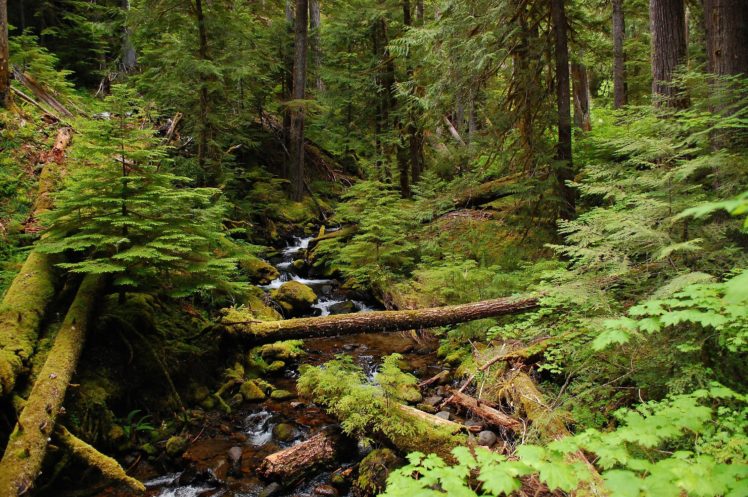 forest, Trees, River, Creek, Nature HD Wallpaper Desktop Background