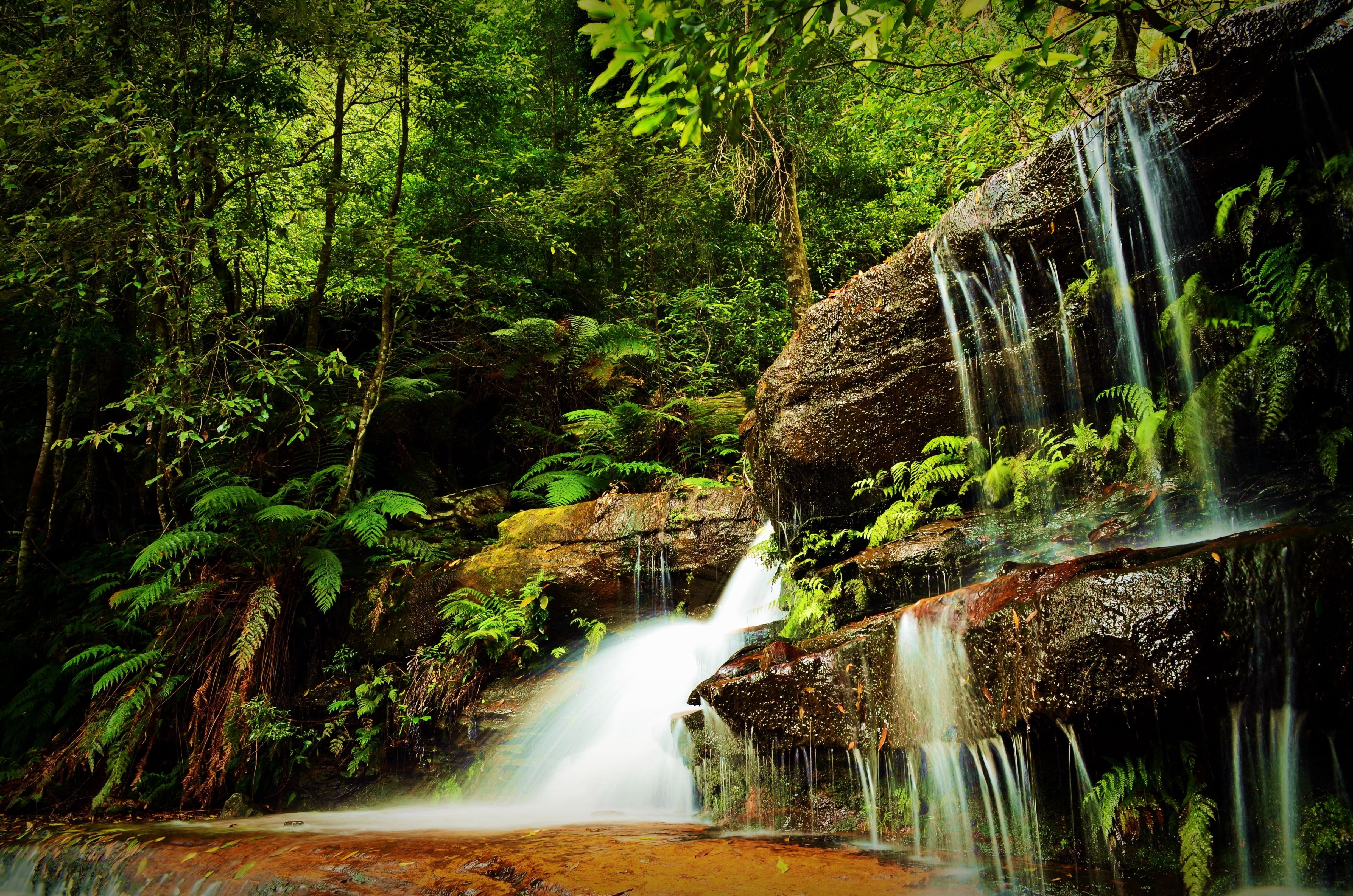 forest, Waterfall, Trees, Nature Wallpaper
