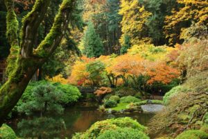 usa, Garden, Autumn, Portland, Japanese, Shrubs, Trees, Nature