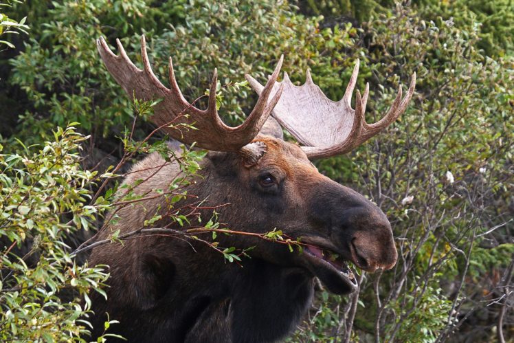 moose, Deer HD Wallpaper Desktop Background