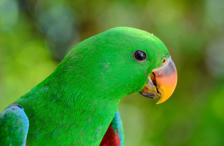 parrot, Bird, Beak HD Wallpaper Desktop Background