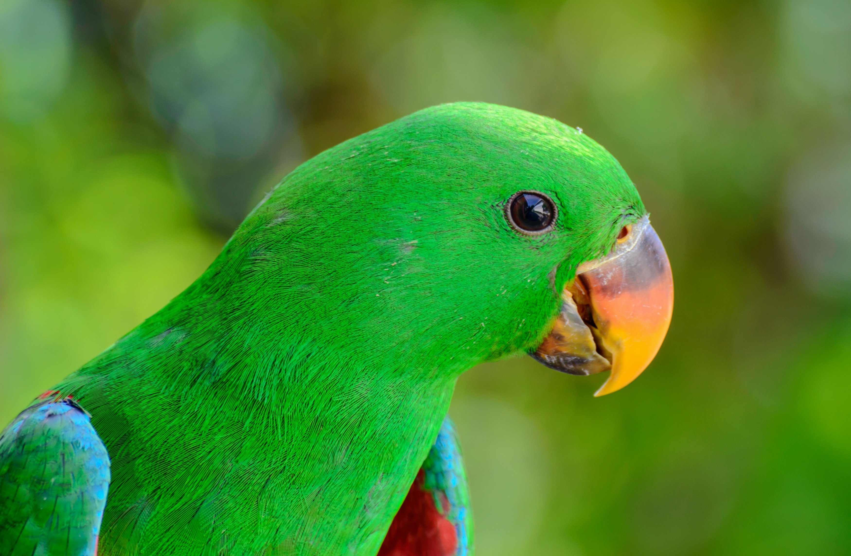 parrot, Bird, Beak Wallpapers HD / Desktop and Mobile Backgrounds 