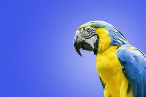 parrot, Macaw, Bird, Uu