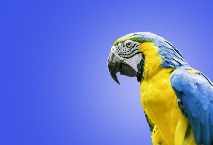 parrot, Macaw, Bird, Uu HD Wallpaper Desktop Background