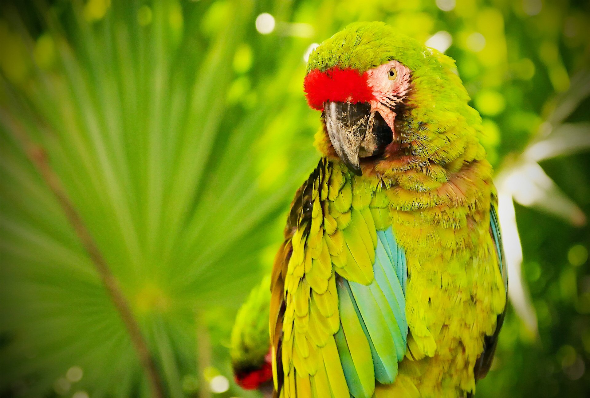 parrot, Macaw, Bird Wallpaper