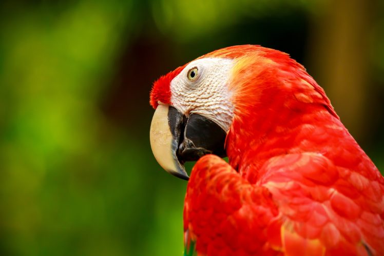 green, Macaw, Parrot, Macaw, Bird HD Wallpaper Desktop Background
