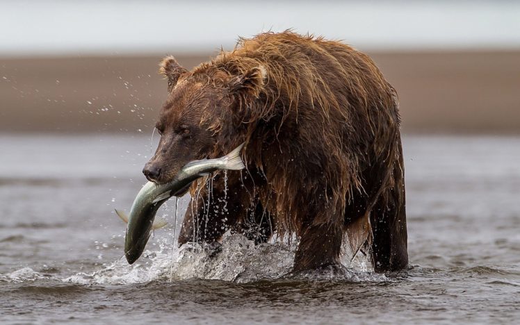 bear, Fish, Trout, River, Catch, Fishing HD Wallpaper Desktop Background