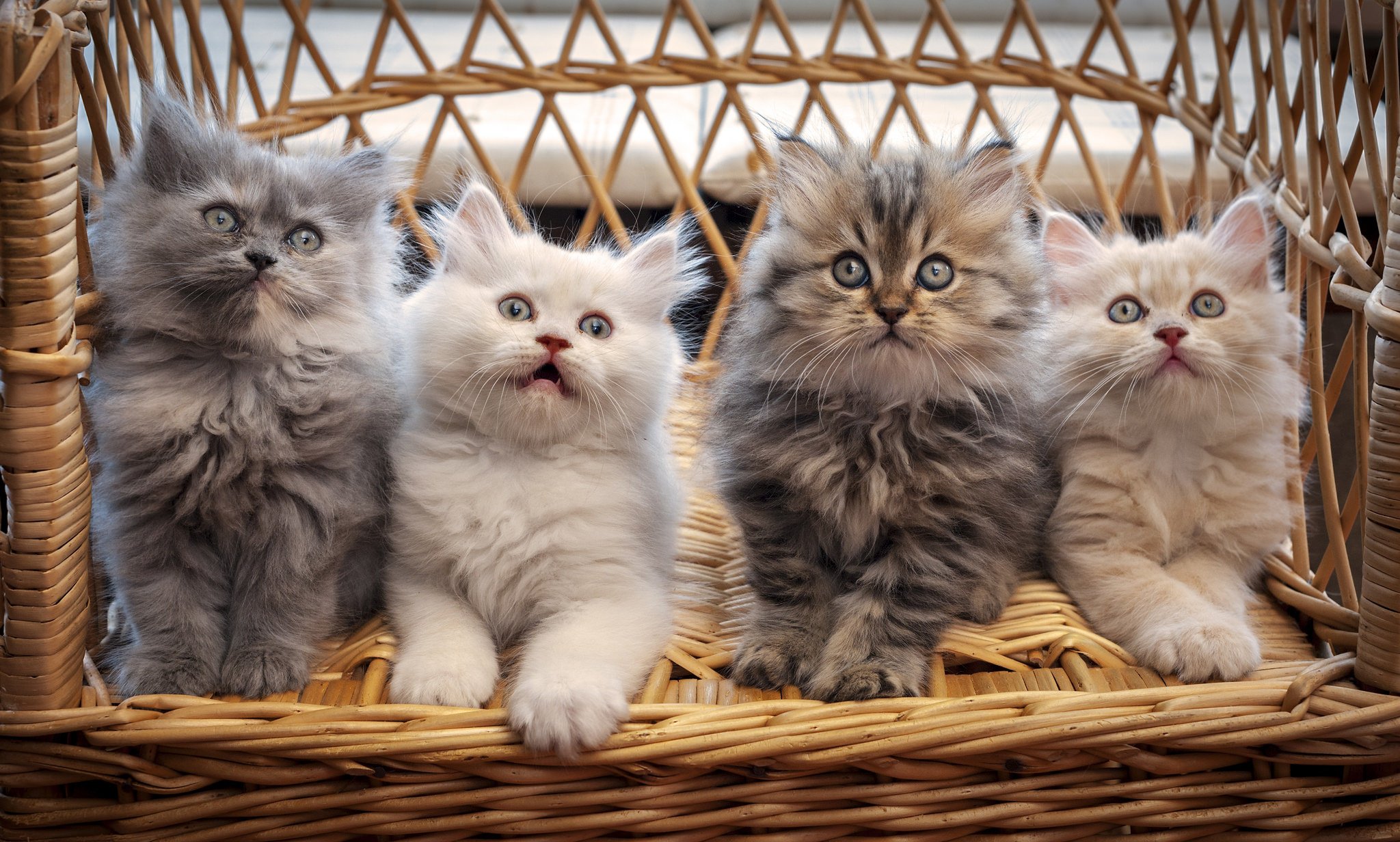 kitten, Baby, Cat Wallpapers HD / Desktop and Mobile Backgrounds