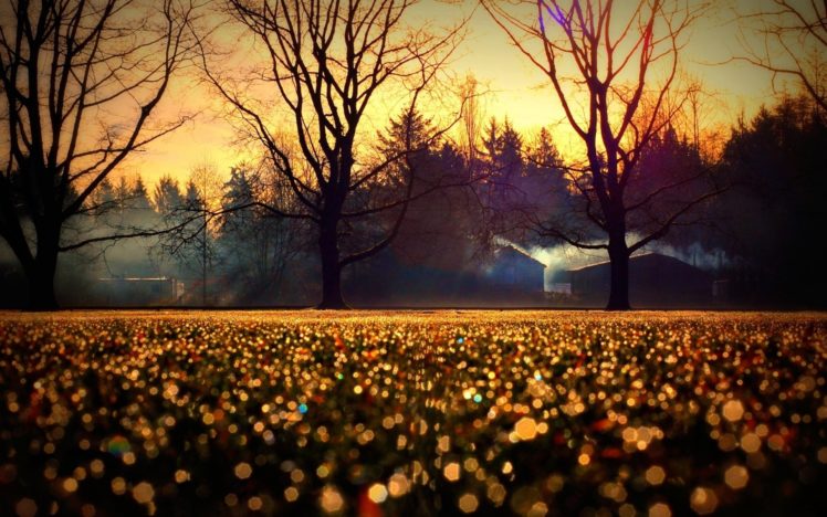 autumn, Sunset, Tree, Of, Light, Fog, Landscape HD Wallpaper Desktop Background