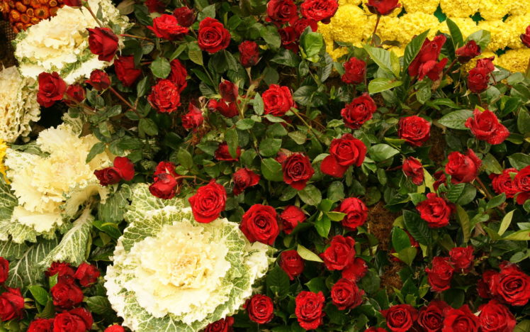 flowers, Beauty, Dwarf, Roses, Bouquet HD Wallpaper Desktop Background