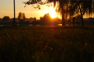 grass, Sunset, Sunlight, Tree, Person, People, Bench, Dogs