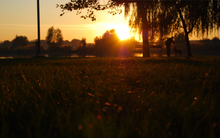 grass, Sunset, Sunlight, Tree, Person, People, Bench, Dogs HD Wallpaper Desktop Background