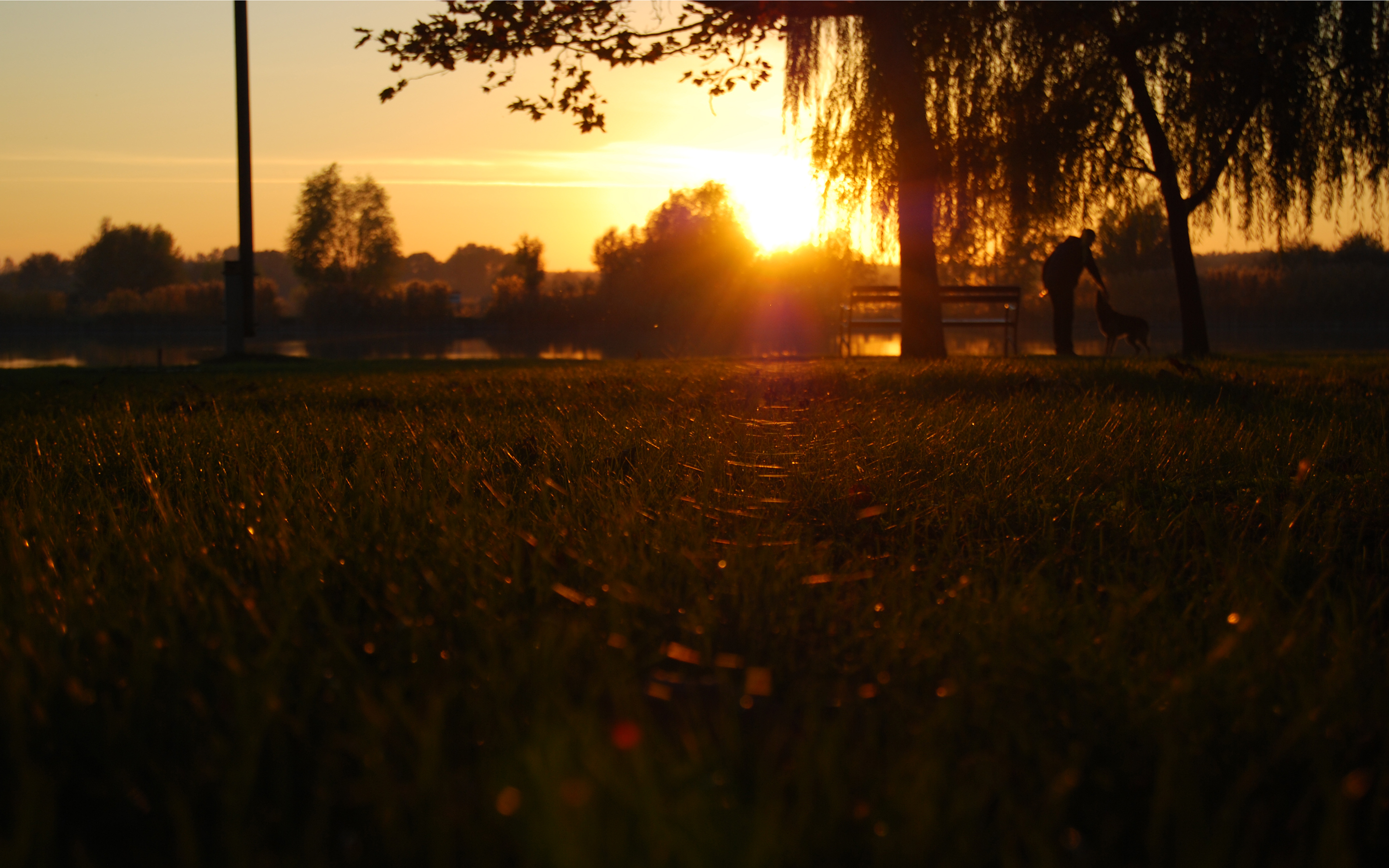 grass, Sunset, Sunlight, Tree, Person, People, Bench, Dogs Wallpaper