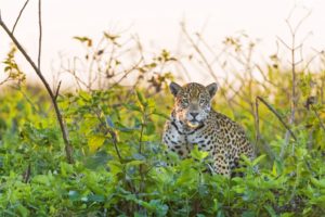 jaguar, Spots, Pattern