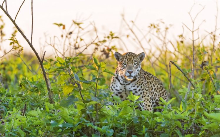 jaguar, Spots, Pattern HD Wallpaper Desktop Background