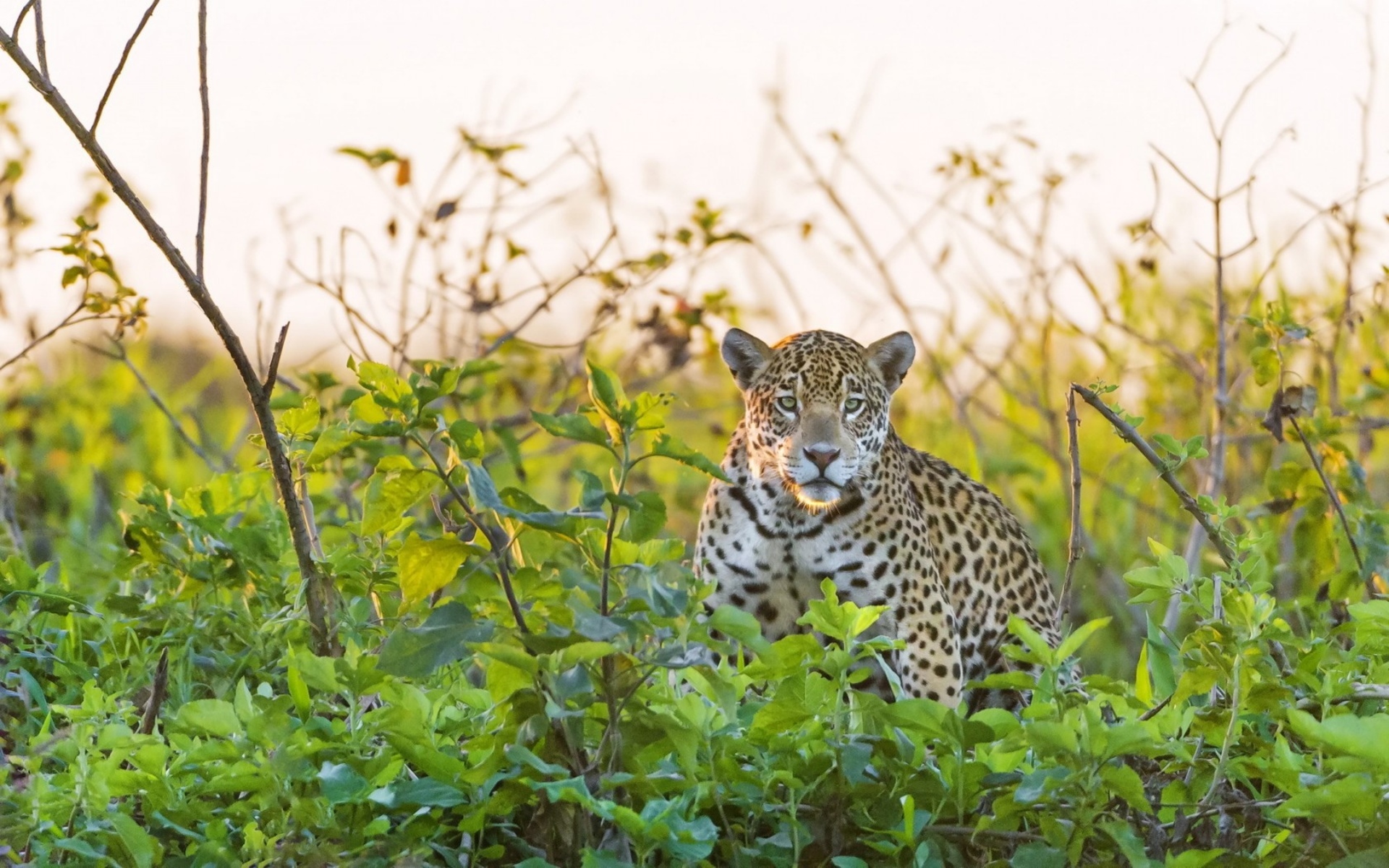jaguar, Spots, Pattern Wallpaper