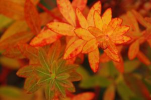 flower, Orange, Leaves, Autumn