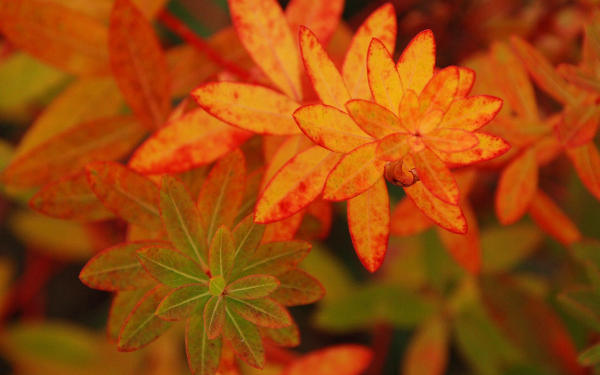 flower, Orange, Leaves, Autumn Wallpaper