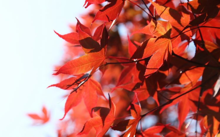 leaves, Nature, Orange, Auntum HD Wallpaper Desktop Background