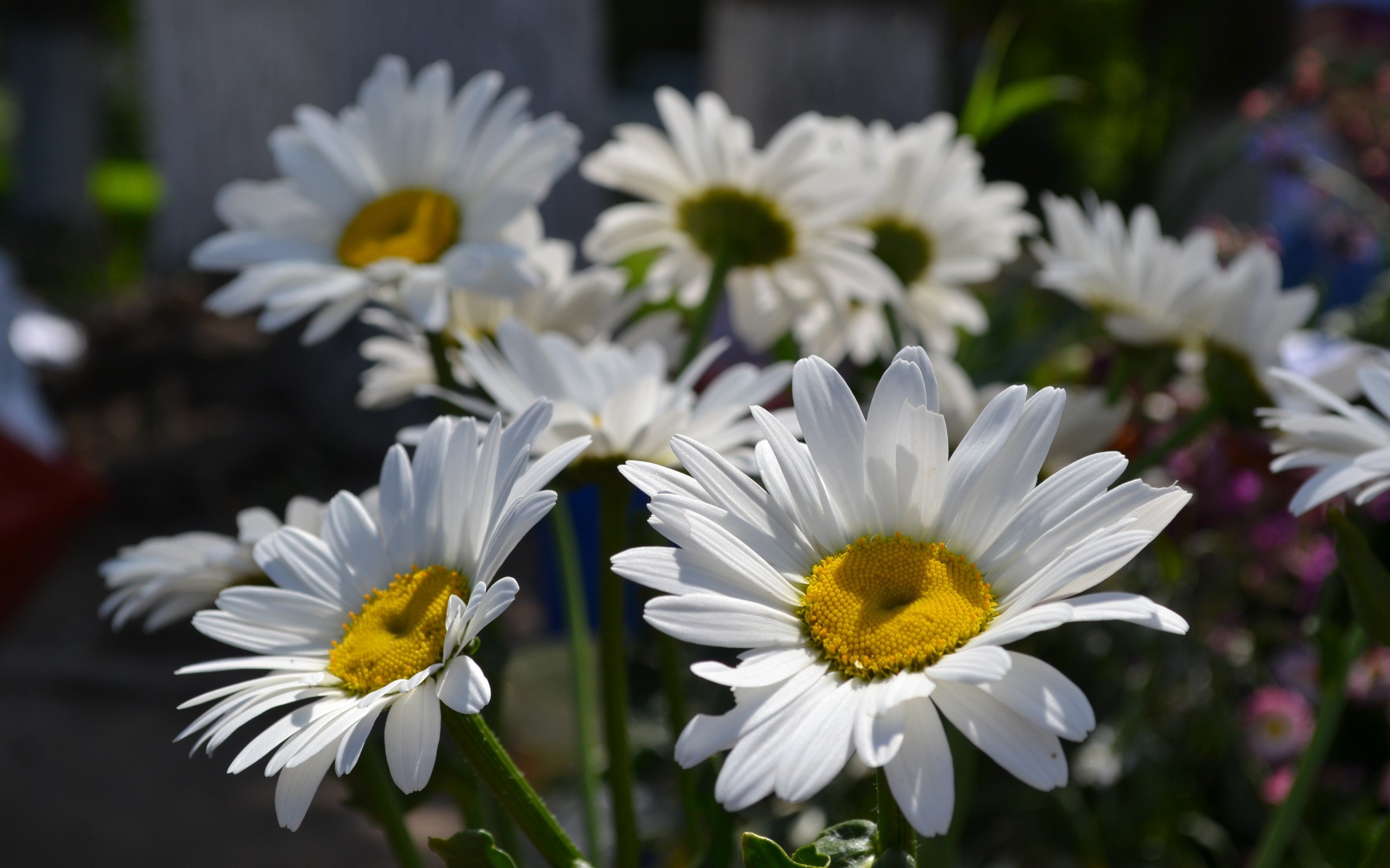 daisy, Nature, Flower, White, Green Wallpaper