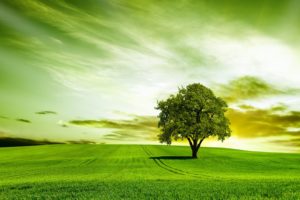 green, Tree, Nature, Sky