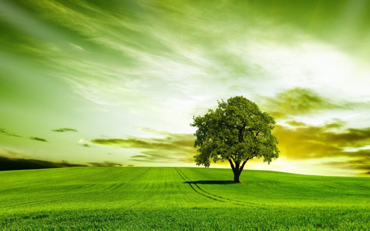 green, Tree, Nature, Sky HD Wallpaper Desktop Background