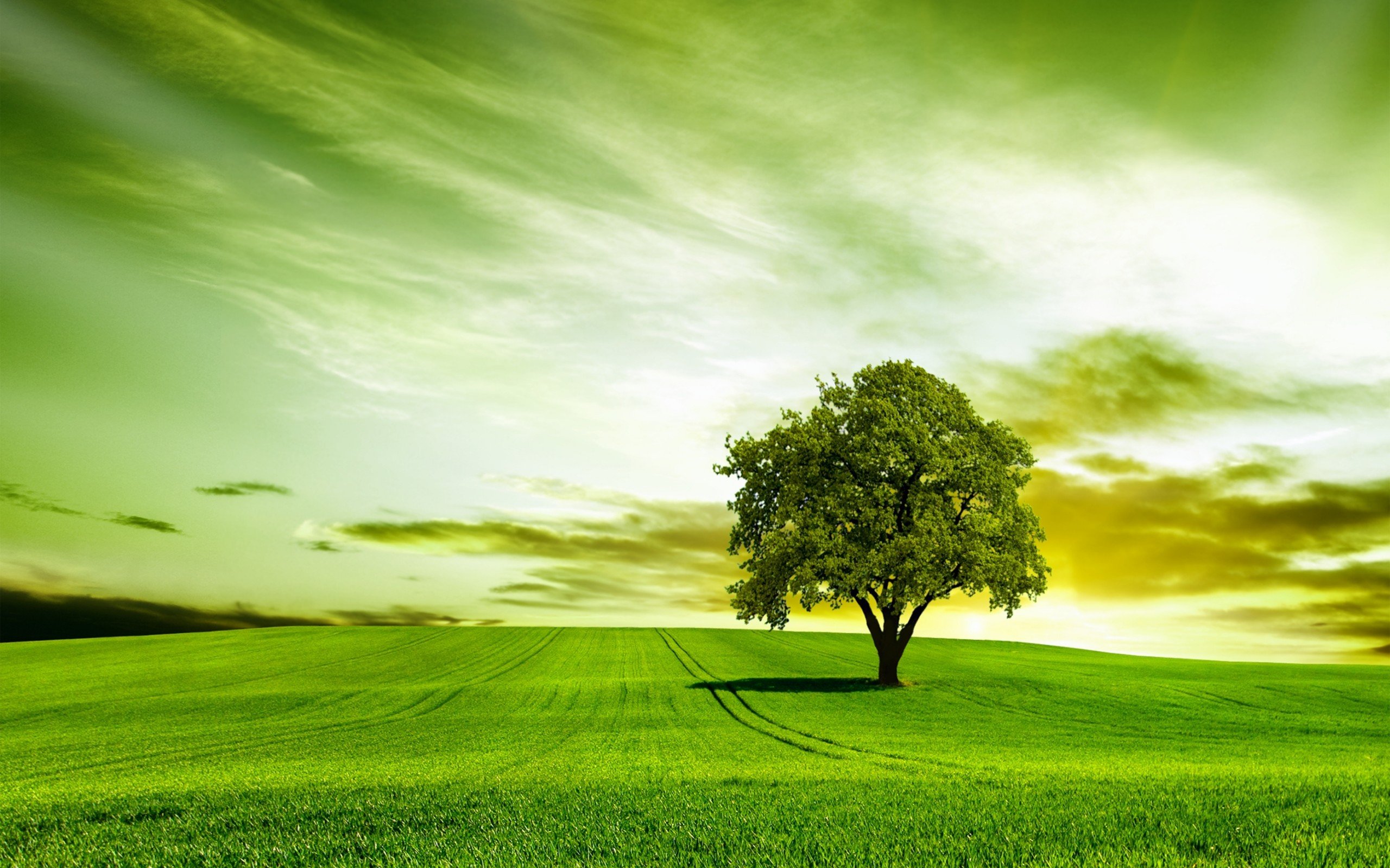 green, Tree, Nature, Sky Wallpaper