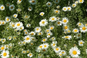 daisy, Nature, Flower, White, Green