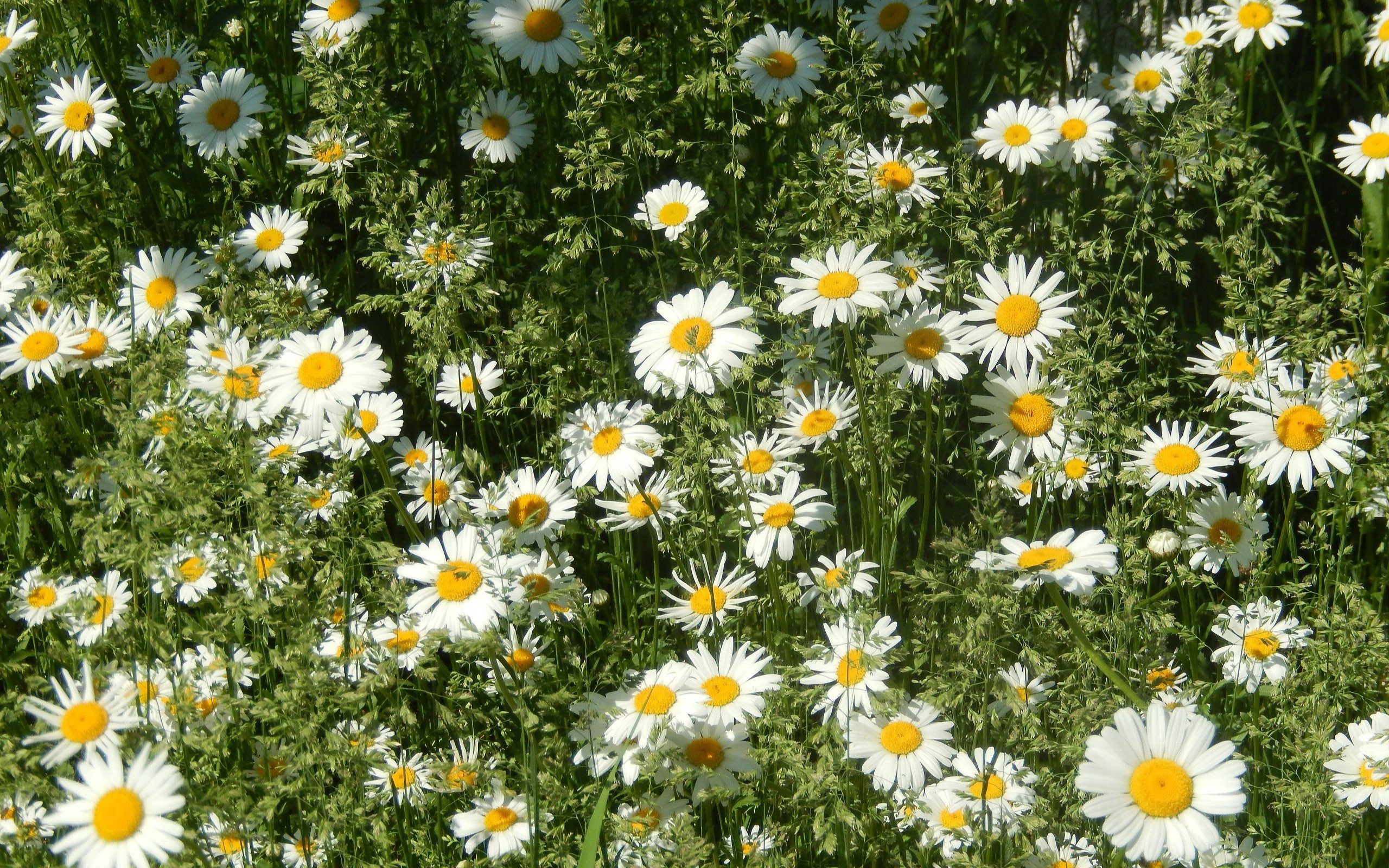 daisy, Nature, Flower, White, Green Wallpaper