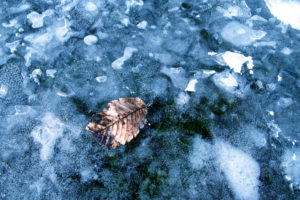 leaf, Winter, Frozen, Ice