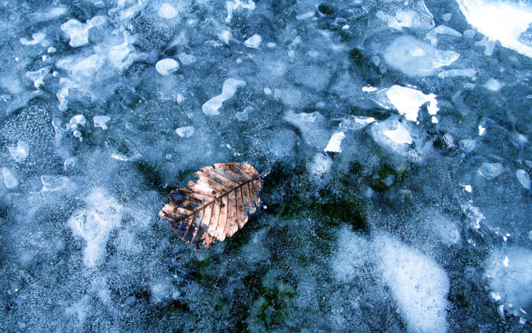 leaf, Winter, Frozen, Ice HD Wallpaper Desktop Background