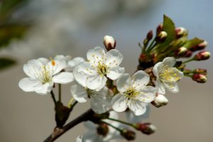 leaves, White, Flowers, Buds, Cherry, Blossoms