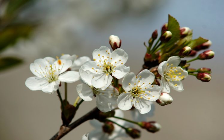 leaves, White, Flowers, Buds, Cherry, Blossoms HD Wallpaper Desktop Background