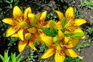 lilies, Yellow, Flowers