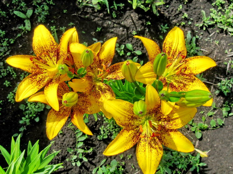 lilies, Yellow, Flowers HD Wallpaper Desktop Background