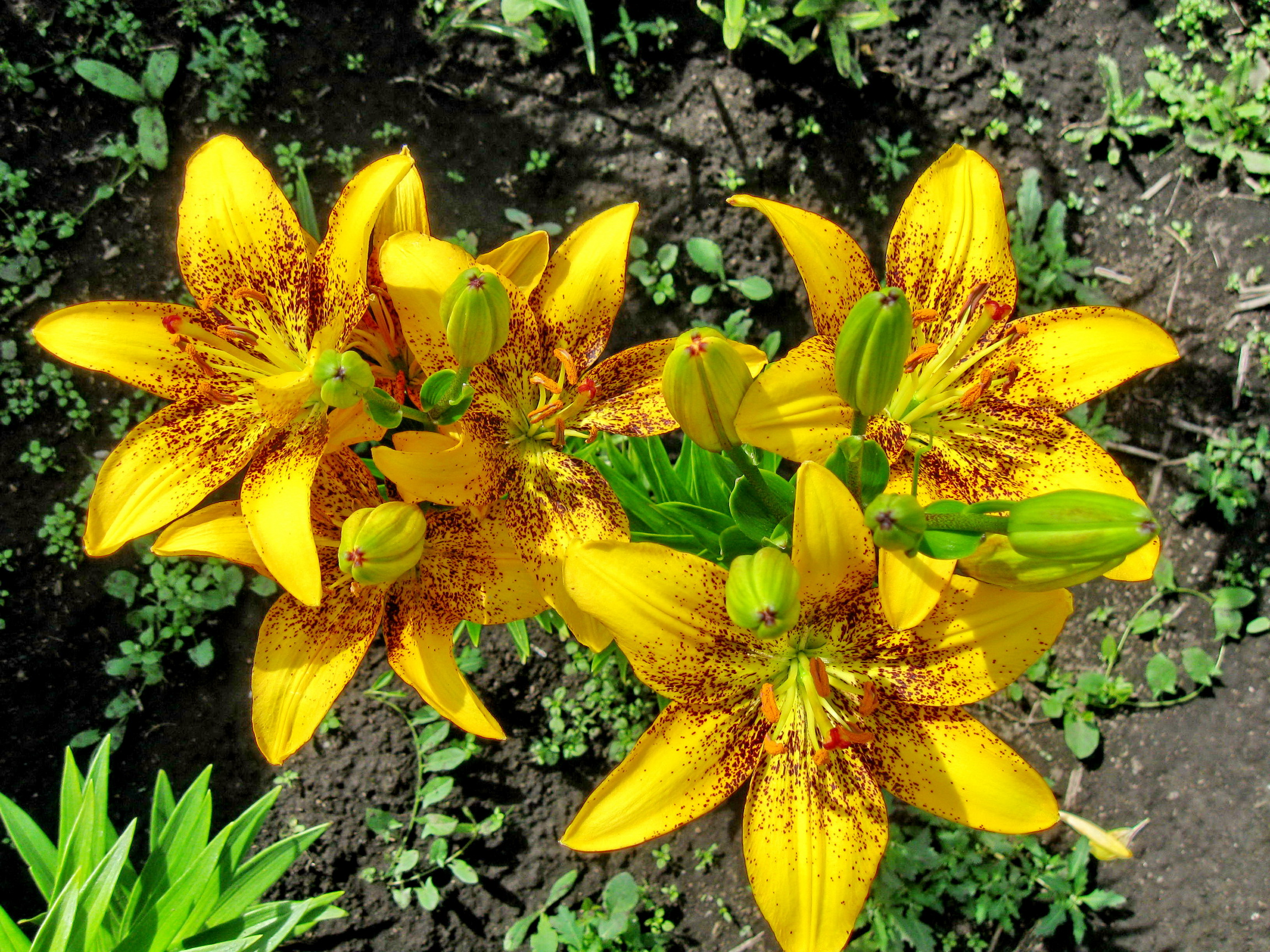 lilies, Yellow, Flowers Wallpaper