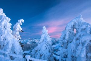 snow, Spruce, Winter, Bare, Trees, Mountains, Sky, Sunset