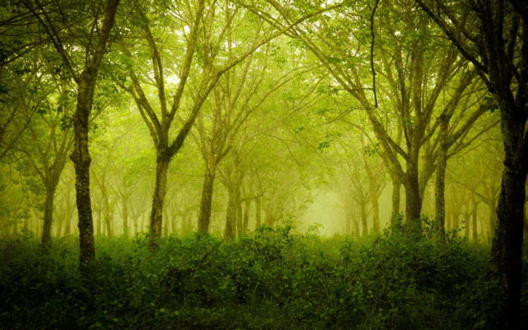 trees, Forest, Green, Leaves HD Wallpaper Desktop Background