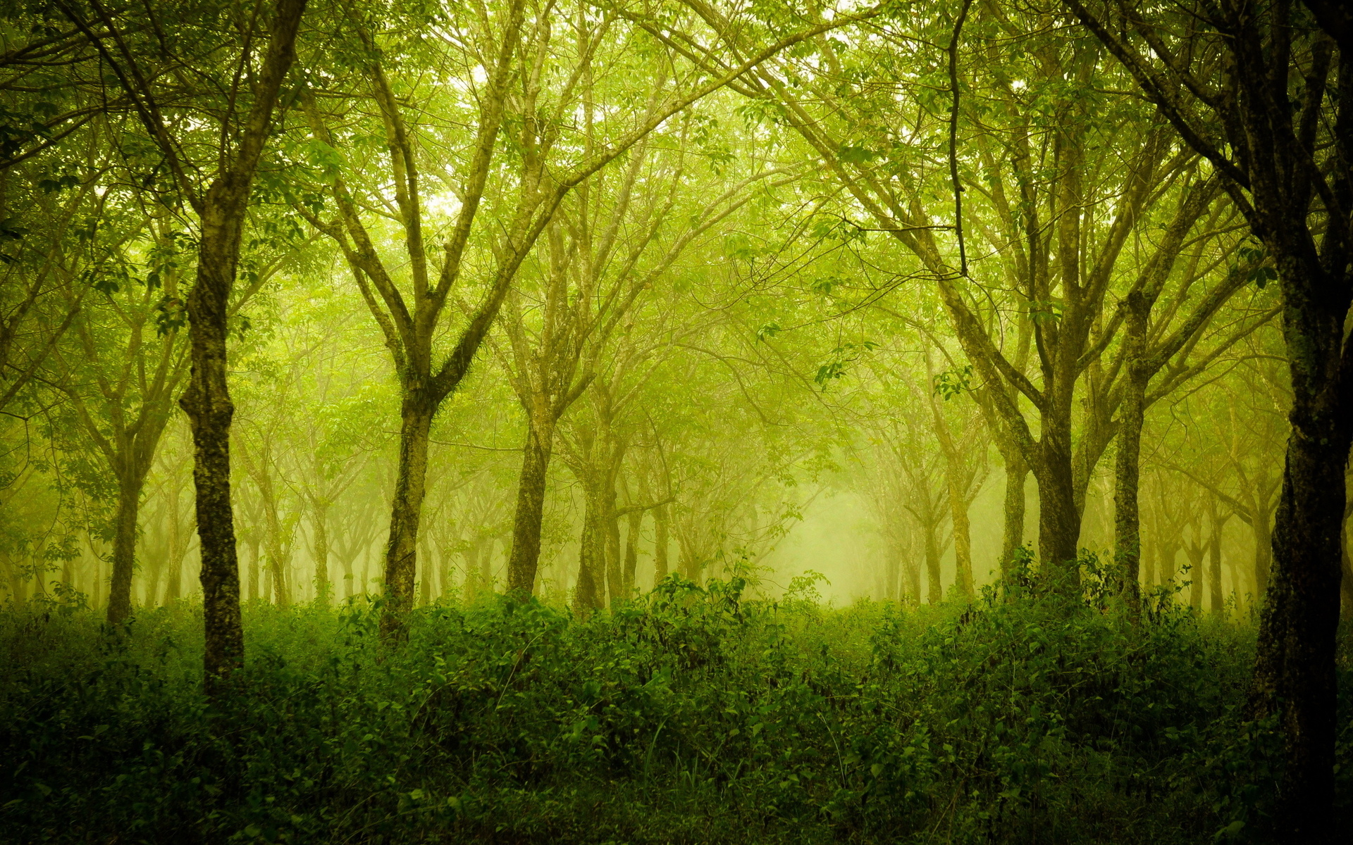 trees, Forest, Green, Leaves Wallpaper